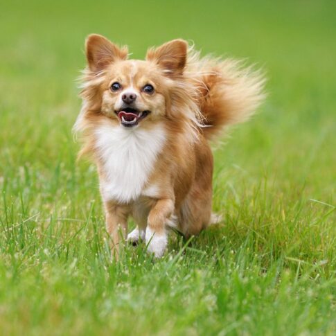 Small-light-brown-Chihuahua-happily-running-outside